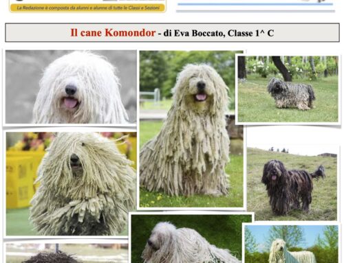 Il cane Komondor