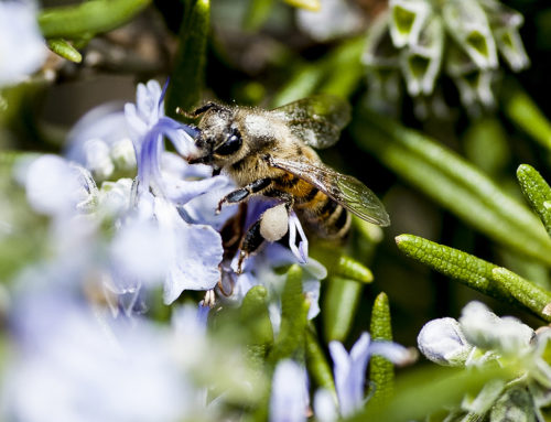 Senza le api che mondo sarebbe?