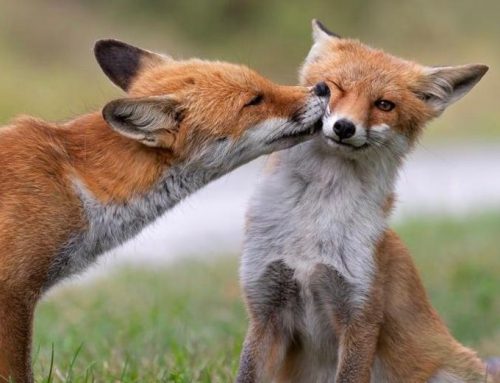 Il “bacio” tra 2 volpi è la foto dell’anno