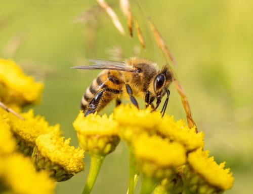 Cresce l’allarme per insetti e api: una App li salverà?
