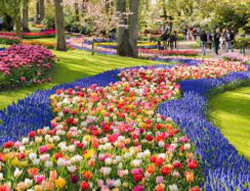 Tulipani in fiore: così sboccia la primavera