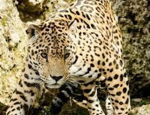 El Jefe, l’ultimo giaguaro d’America