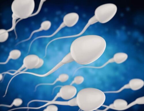 Spermatozoi in calo L’Uomo si estingue