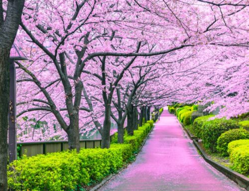 Kyoto, la meraviglia dei ciliegi in fiore