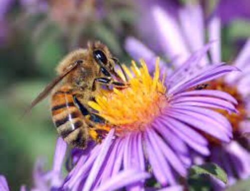 Cambiamenti climatici, scompaiono le api