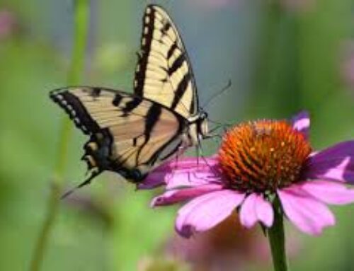 Farfalle, simbolo di rinascita e di rigenerazione