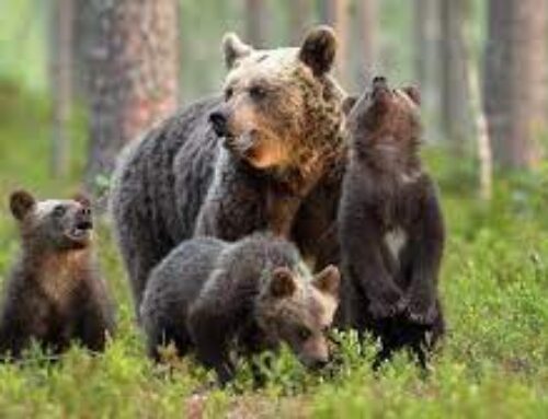Il Tar salva gli orsi (per ora): minacce a Fugatti