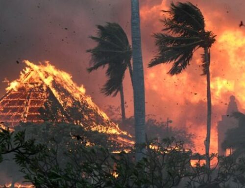 Hawaii a fuoco, anche tanti animali morti