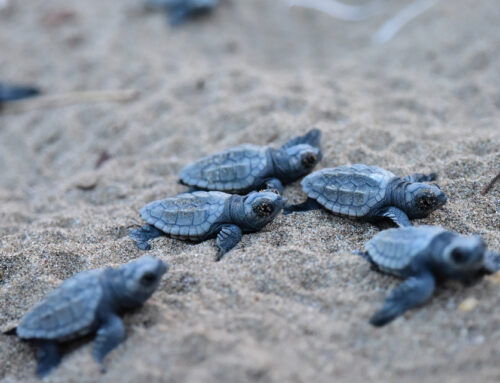 Le tartarughe marine scelgono il Salento