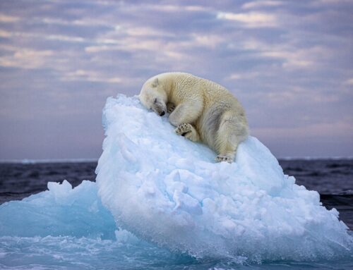 E l’orso bianco si addormenta sul ghiaccio