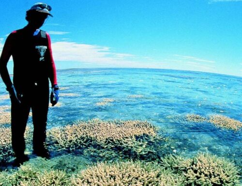 Barriera corallina a rischio sbiancamento