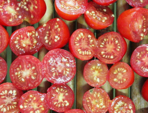 Il pomodorino di Manduria per preservare la biodiversità