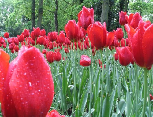 Il tulipano, simbolo dell’amore eterno